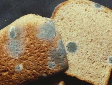 Ποιες τροφές μπορείς να φας ακόμη και αν έχουν αρχίσει να μουχλιάζουν;